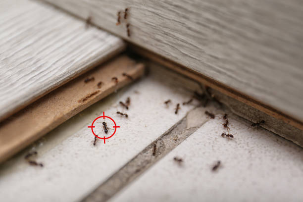 Best Affordable Pest Control Services  in Mount Ida, AR