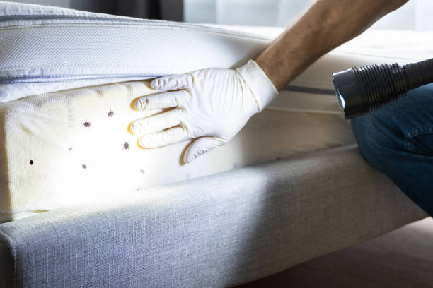 Reliable Mount Ida, AR Pest Control Solutions