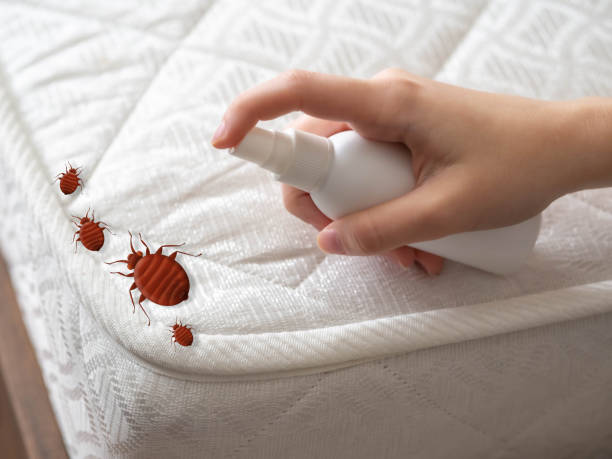 Best Residential Pest Control  in Mount Ida, AR