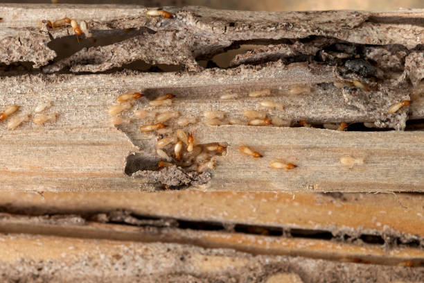 Best Affordable Pest Control Services  in Mount Ida, AR