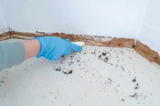 Best Flea Control Services  in Mount Ida, AR